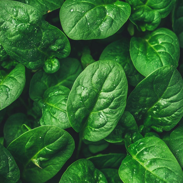 ALPHA LIPOIC ACID